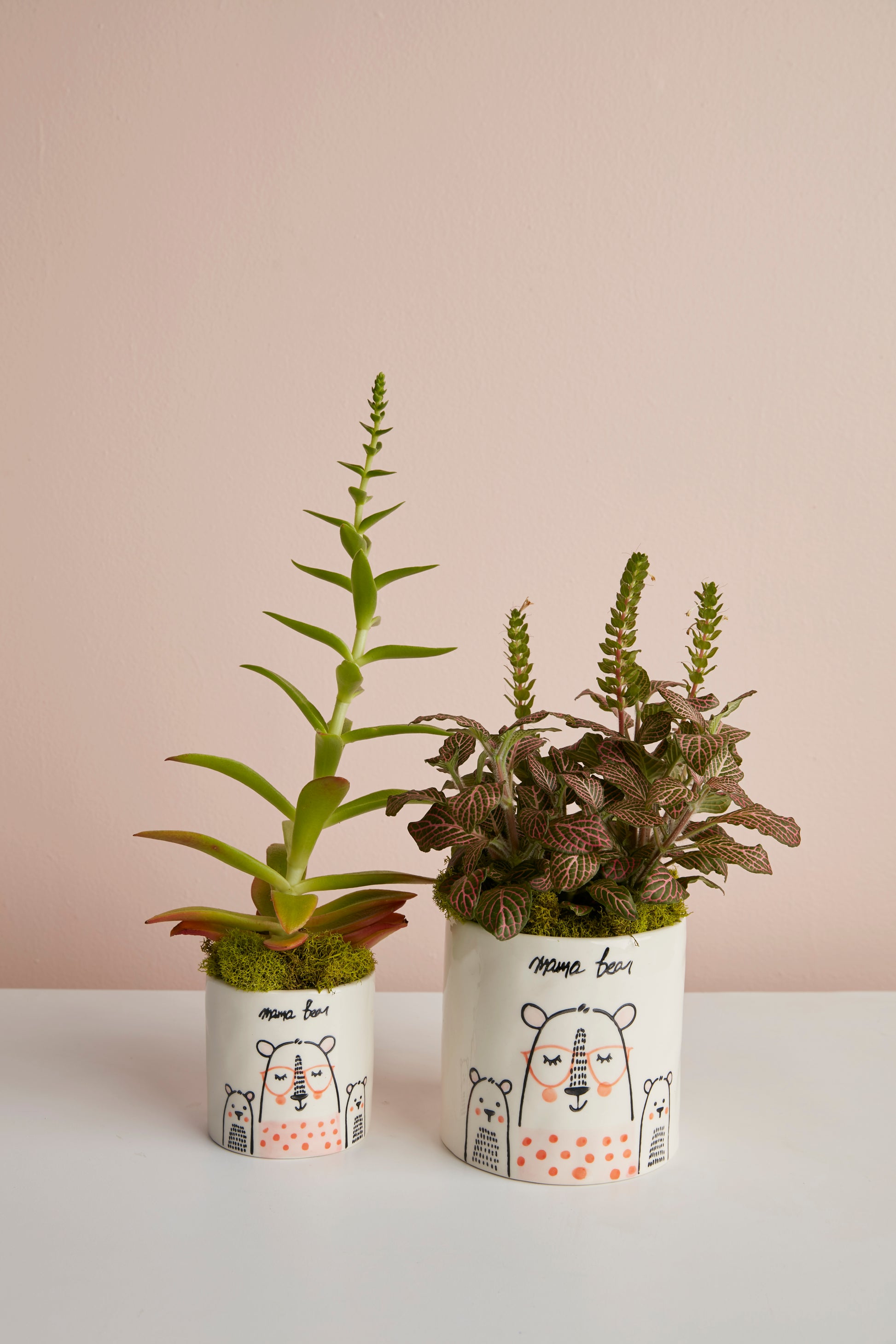 Mama Bear Collection