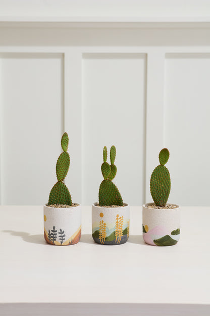 Mojave Pot