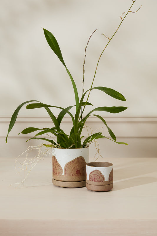 Protea Pot