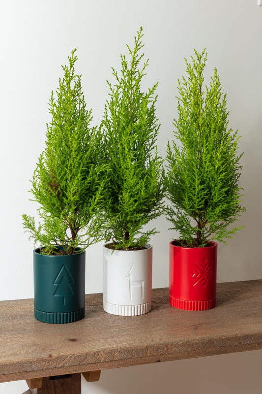 Rowan Pot