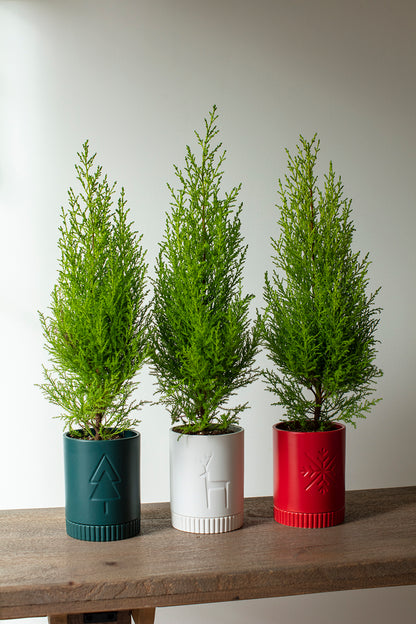 Rowan Pot