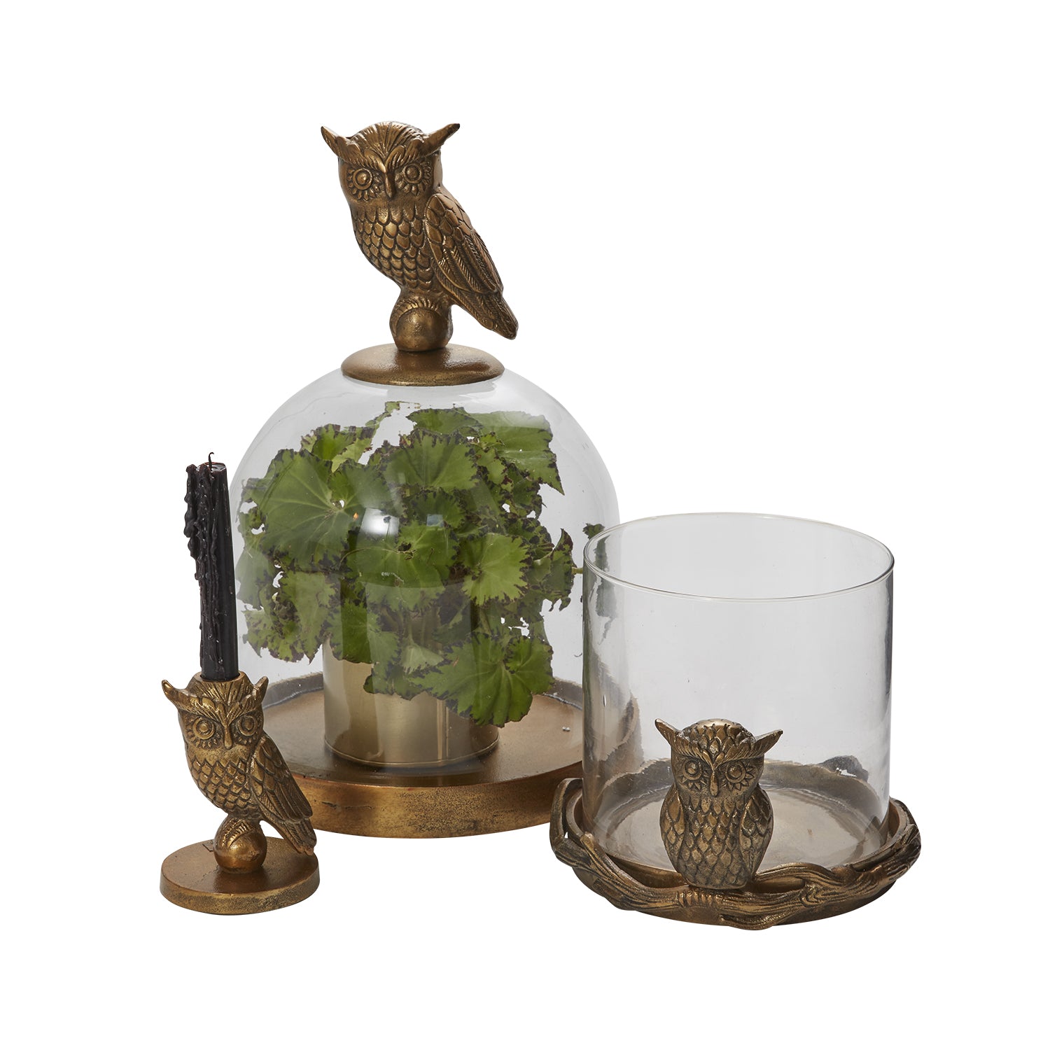 Strix Collection