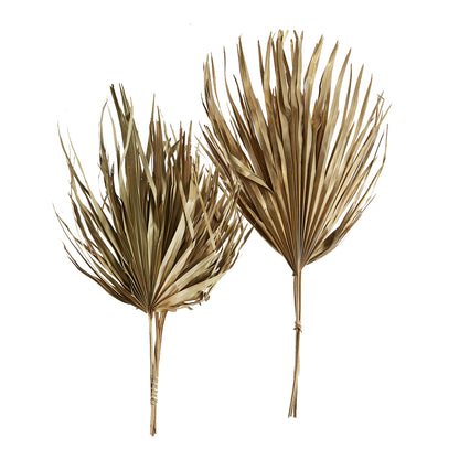 Dried Sun Fan Spear