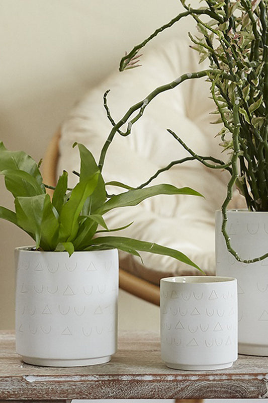 Triangles and Tatas Pot