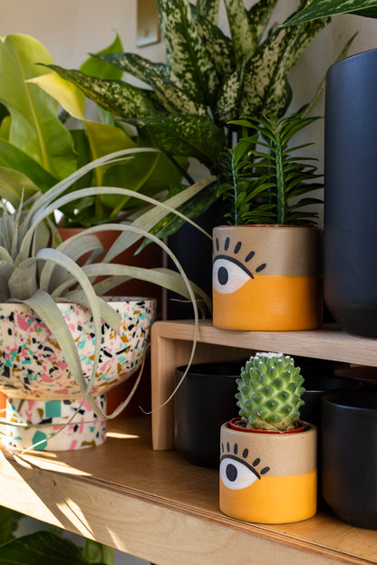 Vision Pot