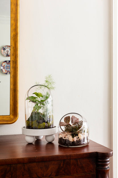 Warner Terrarium