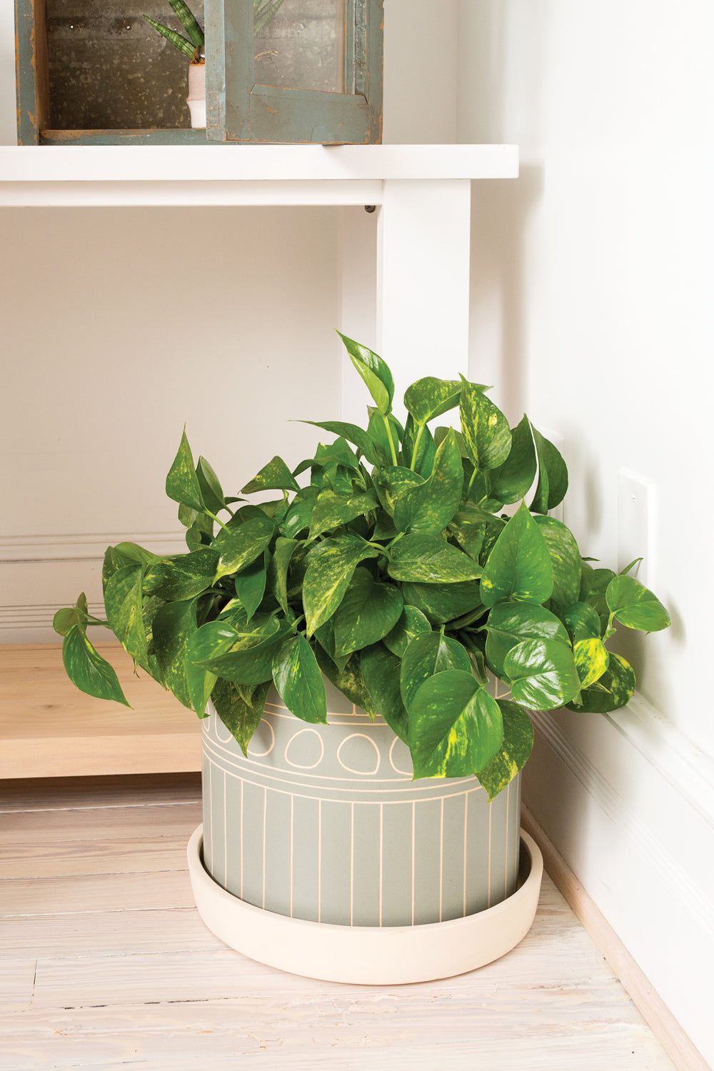 Yona Pot